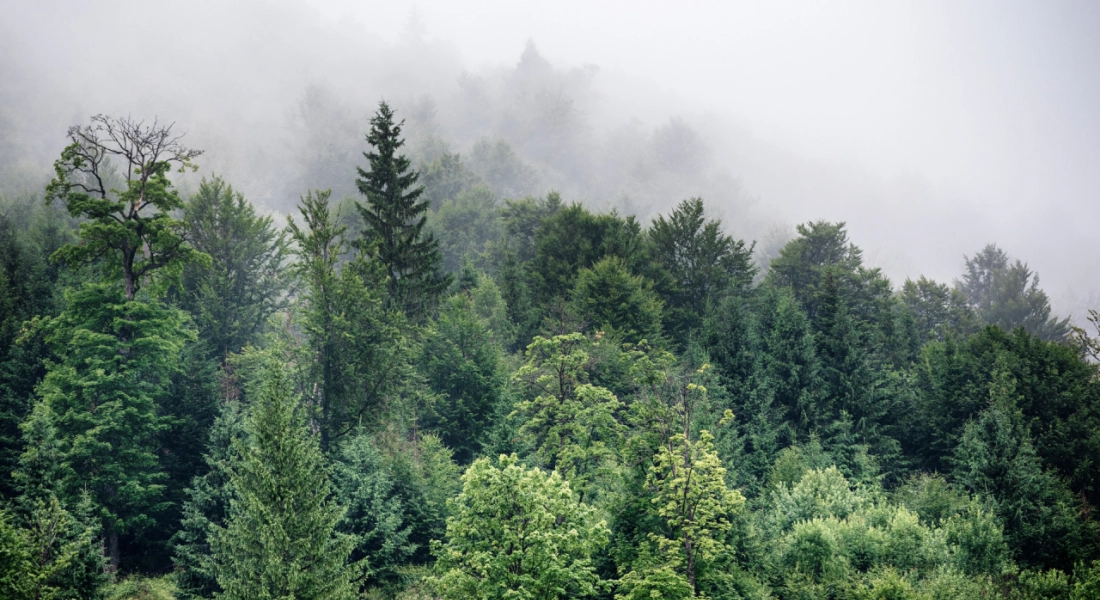 Alleen verantwoord geproduceerd hout - STIP gegarandeerd